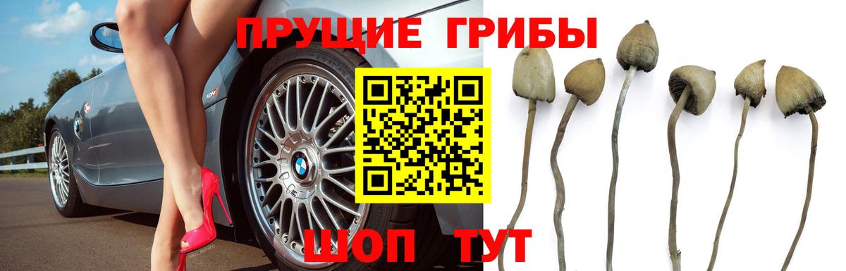 Псилоцибиновые грибы прущие грибы Кимовск